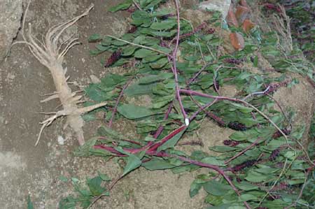 商陆怎样外治痈肿疮毒,用叶还是根捣碎外敷?