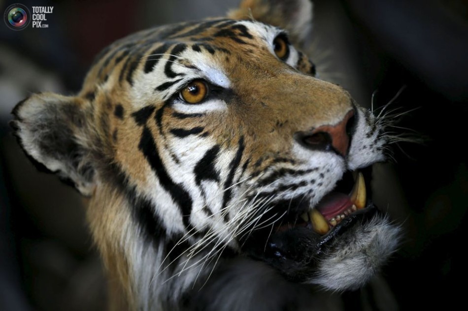 高分求个狩猎动物的单机游戏,必须是中文的-关