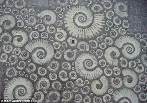 蛇颈龙化石是在莱姆里杰斯著名的“菊石通道ammonite pavement”发现的 蛇颈龙化石是在莱姆里杰斯著名的“菊石通道ammonite pavement”发现的