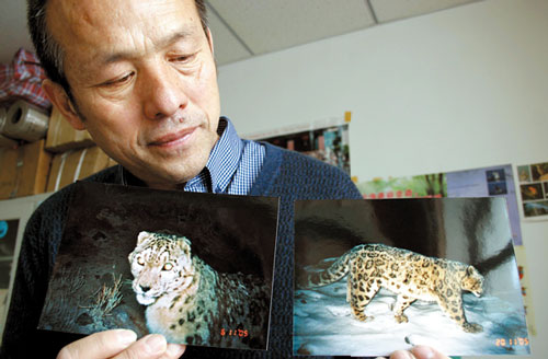 中科院新疆生态与地理研究所“新疆雪豹研究”项目组在天山山脉最高峰――托木尔峰,利用红外线自动照相机拍摄到的野生雪豹图片 中科院新疆生态与地理研究所“新疆雪豹研究”项目组在天山山脉最高峰――托木尔峰,利用红外线自动照相机拍摄到的野生雪豹图片