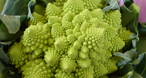 罗马花椰菜有着规则和严密的数学模型,因此吸引了无数的数学家和物理学家加以研究 罗马花椰菜有着规则和严密的数学模型,因此吸引了无数的数学家和物理学家加以研究
