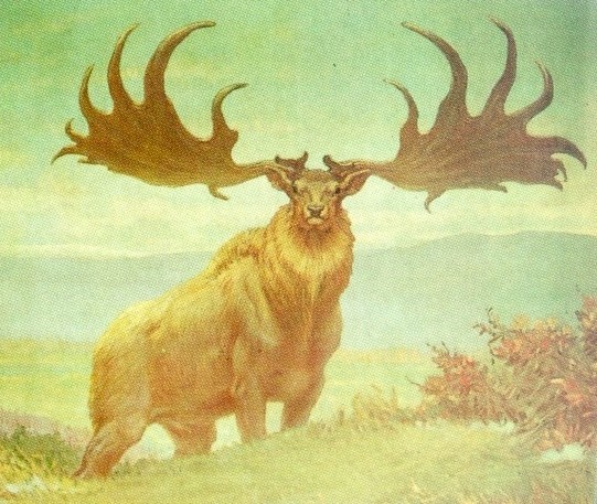 在过去几个世纪,随着古生物学家发现爱尔兰大鹿(学名Megaloceros giganteus)的残骸,对其的研究不断深入,它也变得越来越出名 在过去几个世纪,随着古生物学家发现爱尔兰大鹿(学名Megaloceros giganteus)的残骸,对其的研究不断深入,它也变得越来越出名