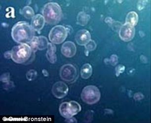 在科学家进行考察的海域,洋流使得海水中营养物质增多,水母季节性大量繁殖。 在科学家进行考察的海域,洋流使得海水中营养物质增多,水母季节性大量繁殖。