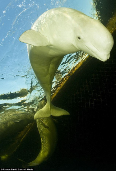 对于那些原来水族馆中用来表演的白鲸来说,它们在被送回海洋之前,都要被送到这个鲸类避难所里进行适应性生活。 对于那些原来水族馆中用来表演的白鲸来说,它们在被送回海洋之前,都要被送到这个鲸类避难所里进行适应性生活。