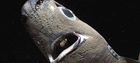 硬背侏儒鲨也是深海鱼类,拥有众多生物发光器官 硬背侏儒鲨也是深海鱼类,拥有众多生物发光器官