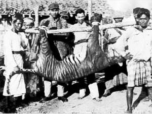 一头被猎杀的巴厘虎,照片拍摄于1925年。巴厘虎因为生活在巴厘岛上而得名。1937年被宣布灭绝。 一头被猎杀的巴厘虎,照片拍摄于1925年。巴厘虎因为生活在巴厘岛上而得名。1937年被宣布灭绝。