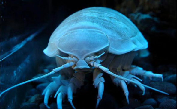 巨型深海大虱 巨型深海大虱