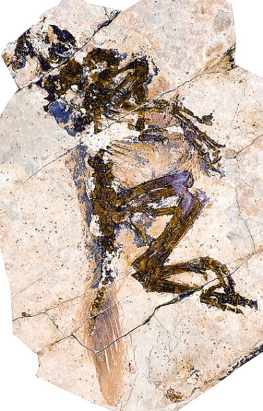 图为带羽毛恐龙化石标本 图为带羽毛恐龙化石标本