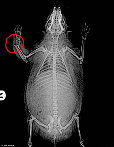 X光照片显示这只刺猬右边前腿骨折,完全康复将需要6周。 X光照片显示这只刺猬右边前腿骨折,完全康复将需要6周。