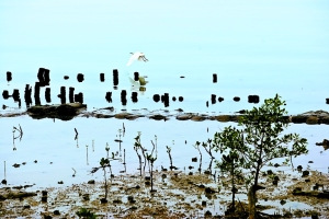 环境日趋恶化,令美丽的深圳湾在低泣。 深圳商报记者 朱锐 摄 环境日趋恶化,令美丽的深圳湾在低泣。 深圳商报记者 朱锐 摄