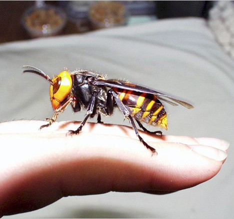 日本大黄蜂 日本大黄蜂