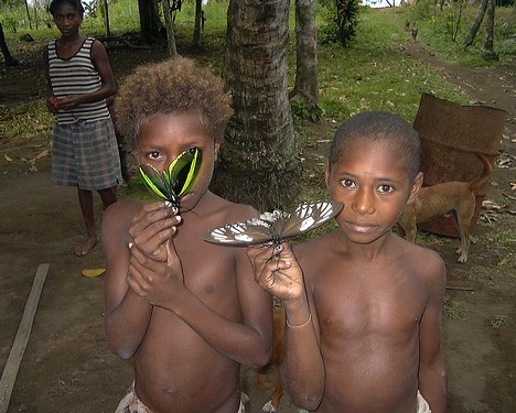 皇蛾和亚历山德拉凤蝶 皇蛾和亚历山德拉凤蝶