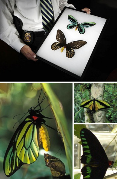 皇蛾和亚历山德拉凤蝶 皇蛾和亚历山德拉凤蝶