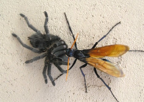 沙漠蛛蜂 沙漠蛛蜂