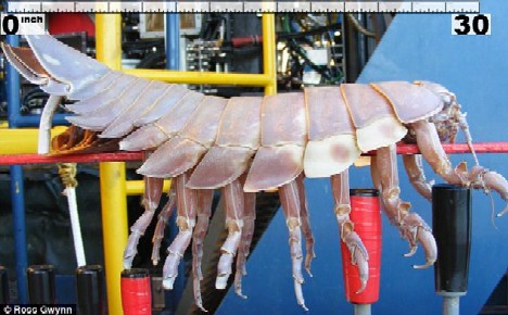 巨型深海大虱 巨型深海大虱