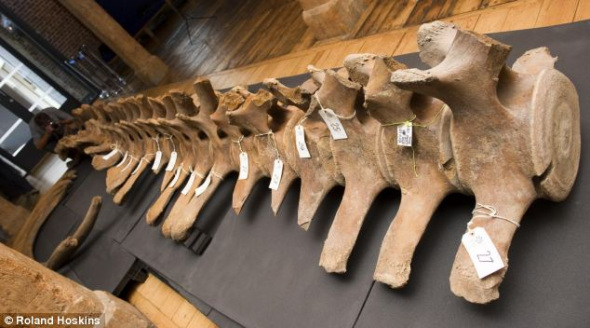 这副骨架没有头部,其他部分保存完好。这是在泰晤河流域进行考古挖掘时发现的最大物体 这副骨架没有头部,其他部分保存完好。这是在泰晤河流域进行考古挖掘时发现的最大物体