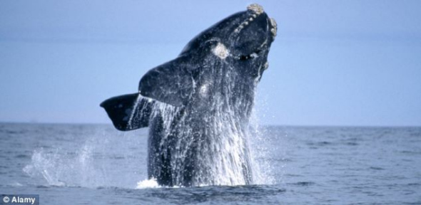 大西洋脊美鲸骨架,这种鲸鱼正面临灭绝风险 大西洋脊美鲸骨架,这种鲸鱼正面临灭绝风险