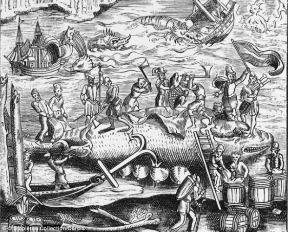 16世纪的木版画,描述了在岸上屠宰鲸鱼的场景。伦敦泰晤士河岸发现的脊美鲸曾被当地人“掠夺一空”,只剩下一副骨架 16世纪的木版画,描述了在岸上屠宰鲸鱼的场景。伦敦泰晤士河岸发现的脊美鲸曾被当地人“掠夺一空”,只剩下一副骨架