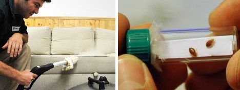 家庭沙发上、出租车上、宾馆里到处都有它们的身影,它们甚至还会跟随飞机上的乘客遍游世界各地 家庭沙发上、出租车上、宾馆里到处都有它们的身影,它们甚至还会跟随飞机上的乘客遍游世界各地