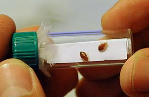 臭虫统治美国 臭虫统治美国