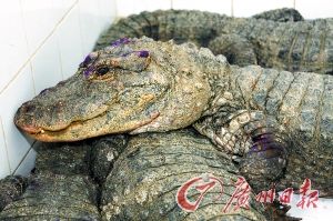 扬子鳄正在冬眠。 扬子鳄正在冬眠。野生扬子鳄打的洞穴。
