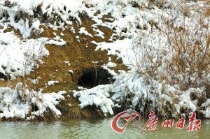 野生扬子鳄打的洞穴。 野生扬子鳄打的洞穴。