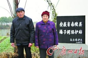 76岁的张金荣和老伴韩秀英一起看护扬子鳄已经足足27年。 76岁的张金荣和老伴韩秀英一起看护扬子鳄已经足足27年。