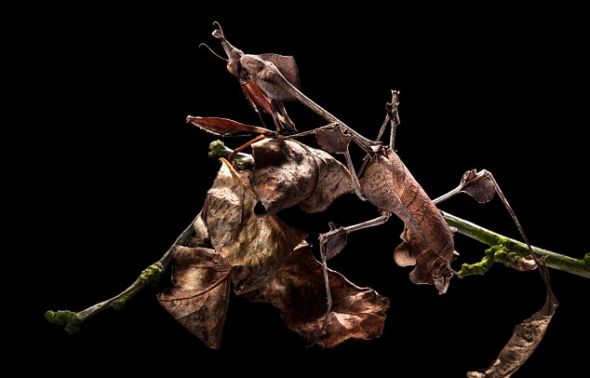 一只小提琴螳螂(Violin Mantis )趴在一堆枯叶中间,很好地伪装了自己 一只小提琴螳螂(Violin Mantis )趴在一堆枯叶中间,很好地伪装了自己