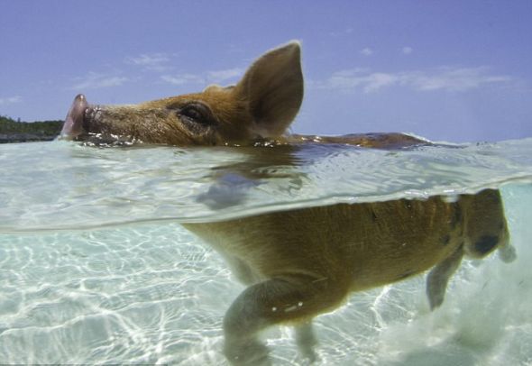 这群猪是由途经“猪岛”的船员留在那里的,他们或许将这些猪当作了不错的食物来源。不过,船员们离开后再没有故地重游 这群猪是由途经“猪岛”的船员留在那里的,他们或许将这些猪当作了不错的食物来源。不过,船员们离开后再没有故地重游