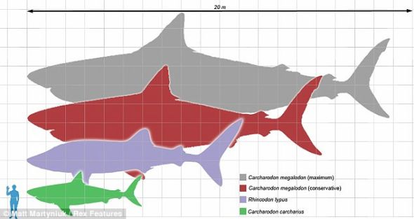 2500万到150万年前,巨齿鲨统治着世界各地的温水和暖水海洋。 2500万到150万年前,巨齿鲨统治着世界各地的温水和暖水海洋。