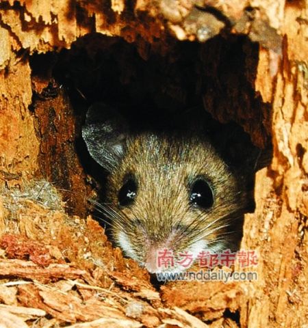 一种会唱歌的老鼠,野生鹿小鼠 一种会唱歌的老鼠,野生鹿小鼠