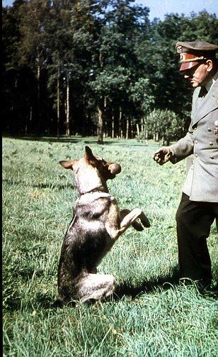 希特勒与两条德国牧羊犬合影留念,一条名叫“布隆迪”,另一条名叫“贝拉”。 希特勒与两条德国牧羊犬合影留念,一条名叫“布隆迪”,另一条名叫“贝拉”。