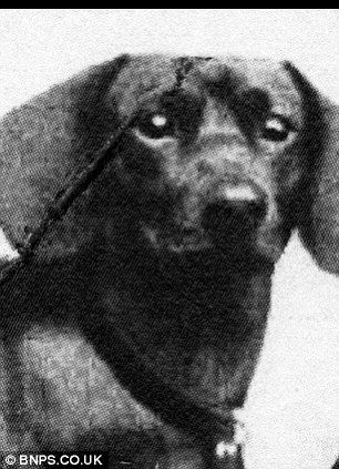 达克斯猎犬“库维纳尔”,纳粹动物保护组织的28名年轻成员曾为“库维纳尔”庆祝生日。 达克斯猎犬“库维纳尔”,纳粹动物保护组织的28名年轻成员曾为“库维纳尔”庆祝生日。