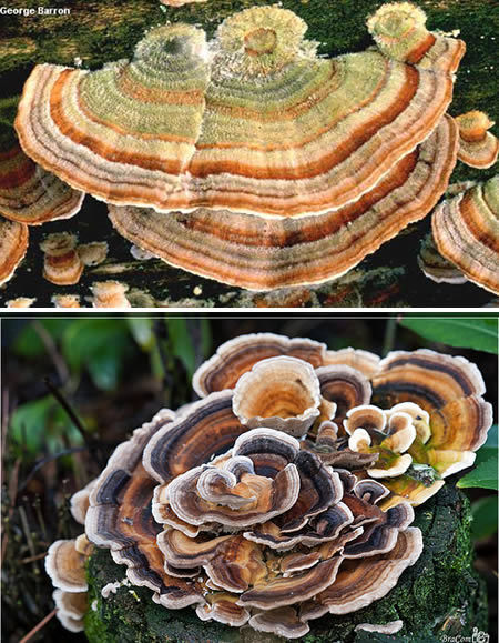 火鸡尾巴 火鸡尾巴