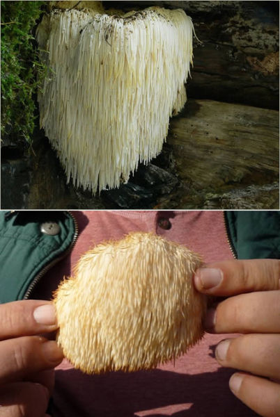 胡须齿菇 胡须齿菇