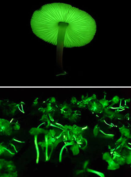 生物发光菌 生物发光菌