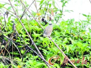 7月19日8时42分:一只小鸟在鸟窝不远处的枝头上立着。 7月19日8时42分:一只小鸟在鸟窝不远处的枝头上立着。