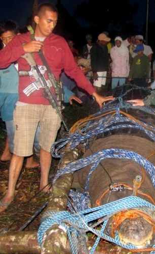 一位全副武装的参与抓捕行动的当地人将手搭在鳄鱼身上拍照 一位全副武装的参与抓捕行动的当地人将手搭在鳄鱼身上拍照