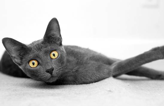 从这张猫的照片中你可以发现佳能EF 85mm f/1.8USM的成像是多么锐利,它柔化景深的效果出众,对焦迅速,无论在质量、工艺或是成像特色方面都独具魅力。佳能EOS 5D Mark II,佳能EF 85mm f/1.8 USM,ISO400,1/50秒,f/5.6 从这张猫的照片中你可以发现佳能EF 85mm f/1.8USM的成像是多么锐利,它柔化景深的效果出众,对焦迅速,无论在质量、工艺或是成像特色方面都独具魅力。佳能EOS 5D Mark II,佳能EF 85mm f/1.8 USM,ISO400,1/50秒,f/5.6