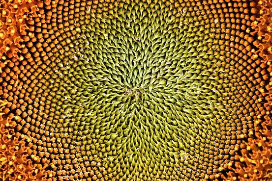 哪怕使用佳能 EF 100/2.8 Macro USM的最大光圈F/2.8,仍然可以得到极佳的成像质量,丝毫不亚于L头!佳能EOS 5D,佳能EF 100/2.8 Macro USM,ISO200,1/125 秒,f/5.6,闪光灯补光 哪怕使用佳能 EF 100/2.8 Macro USM的最大光圈F/2.8,仍然可以得到极佳的成像质量,丝毫不亚于L头!佳能EOS 5D,佳能EF 100/2.8 Macro USM,ISO200,1/125 秒,f/5.6,闪光灯补光