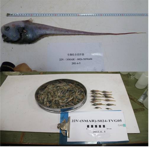 建立了大洋深海生物基因资源研发基地 建立了大洋深海生物基因资源研发基地