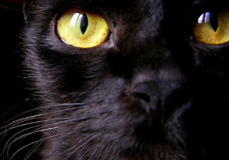 可控制人类大脑的猫窝寄生虫 可控制人类大脑的猫窝寄生虫