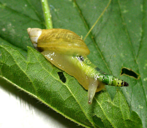 寄生虫控制僵尸蜗牛 寄生虫控制僵尸蜗牛