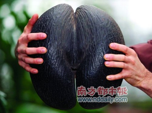 海椰子果实的形状像女性的骨盆,因此有人认为它就是《圣经》中所描述的禁果。 海椰子果实的形状像女性的骨盆,因此有人认为它就是《圣经》中所描述的禁果。