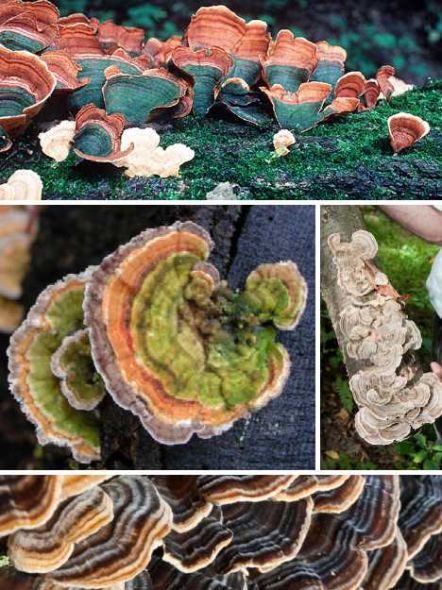 火鸡尾蘑 火鸡尾蘑