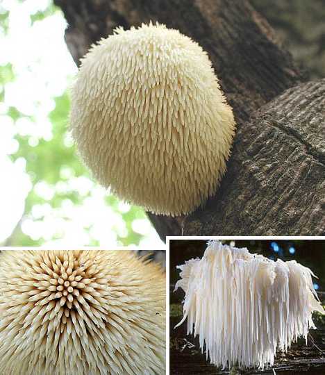 胡须齿菇 胡须齿菇