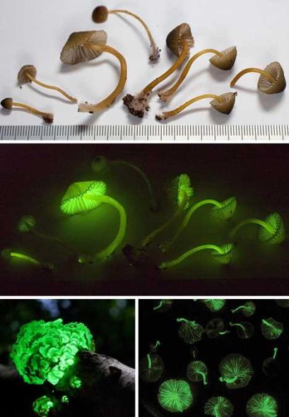 生物发光菌 生物发光菌