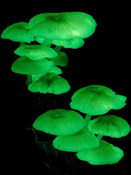 学名“Mycena Chlorophos”的生物发光菌,是最近发现的7种生物发光菌之一 学名“Mycena Chlorophos”的生物发光菌,是最近发现的7种生物发光菌之一