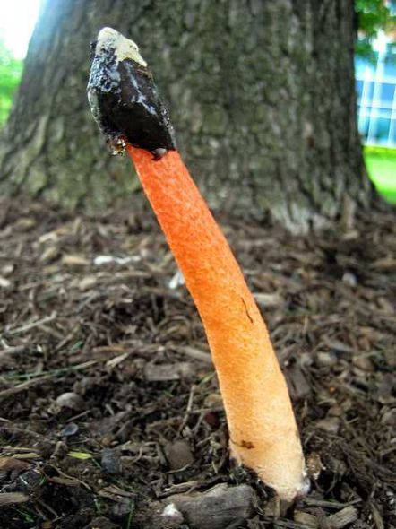 狗蛇头菌是一种细小的蛇头形林地真菌 狗蛇头菌是一种细小的蛇头形林地真菌