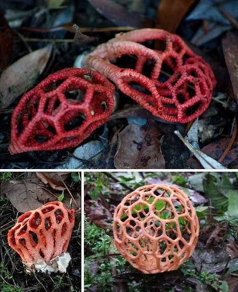 红笼头菌 红笼头菌